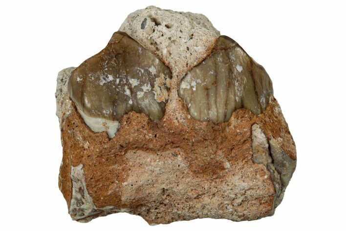 Fossil Oreodont (Merycoidodon) Jaw Section - South Dakota #300299